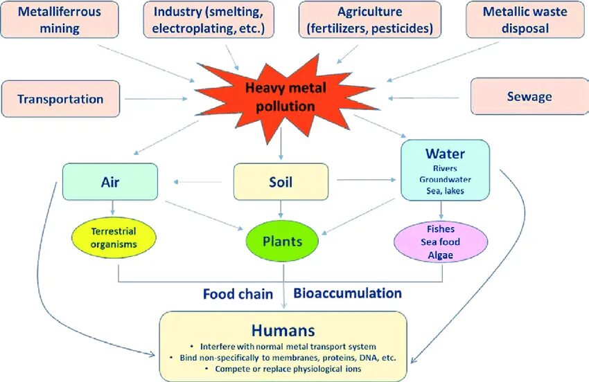 Heavy metal pollution. Heavy metals in water. Тяжелые металлы. Effects of pollution. Heavy metal pollution.