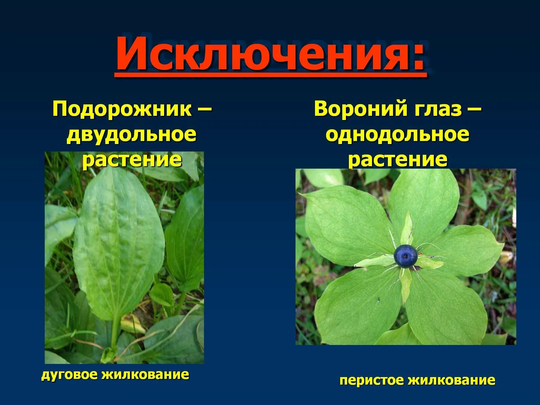 Жилкование покрытосеменных. Жилкование однодольных. Двудольные растения. Жилкование у однодольных растений. Вороний глаз однодольное.