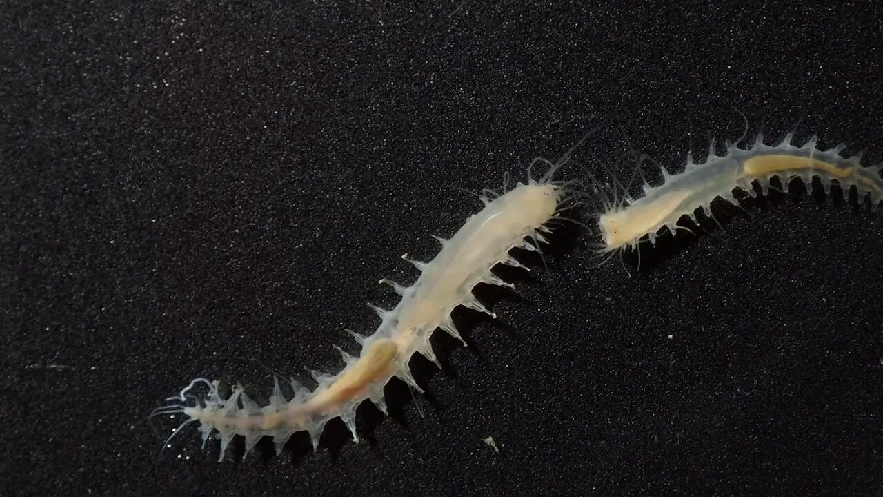 Морской червь размер. Морские многощетинковые черви. Самое маленькое существо в океане. Самое громкое существо в океане.