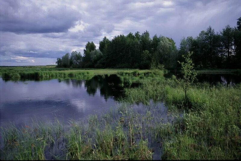 Новоорловский заказник фото. Выборгский заказник на карте. Юнтоловский заказник экотропа. Новоорловский лесопарк санкт-петербург. Новоорловский заказник спб на карте.