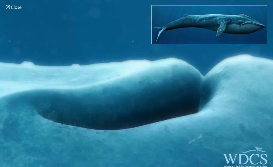 "WDCS Life size Whale" where full size whales can be seen - GIGAZINE