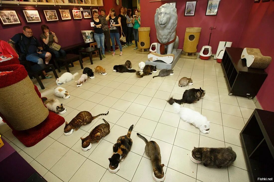 Cats не работает