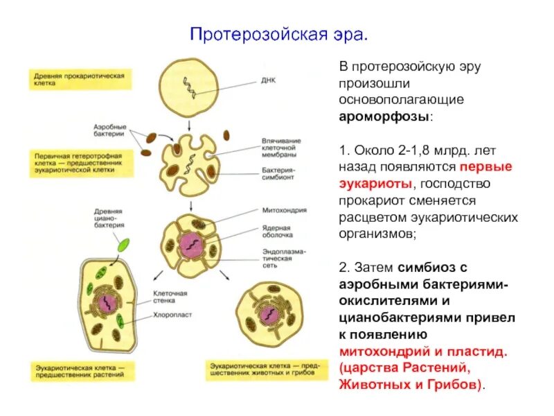 Протерозойскую важнейшие ароморфозы. Важнейшие ароморфозы протерозойской эры. Протерозойская Эра ароморфозы растений. Архейская Эра ароморфозы у растений. Появление прокариот эра