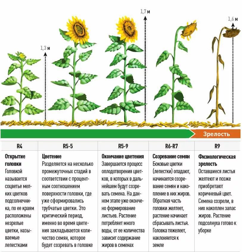 Сколько можно расти. Период вегетации подсолнечника месяцы. Фазы вегетации подсолнечника. Фазы развития подсолнечника. Фазы созревания подсолнечника.