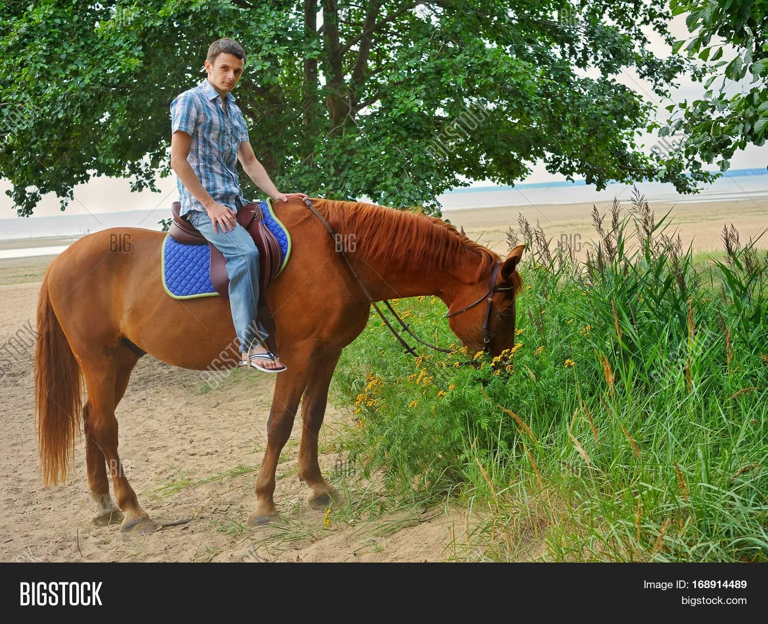 Riding around. Человек на лошади. Человек верхом на лошади. Мужчина верхом на лошади без седла. Мужчина верхом на коне.