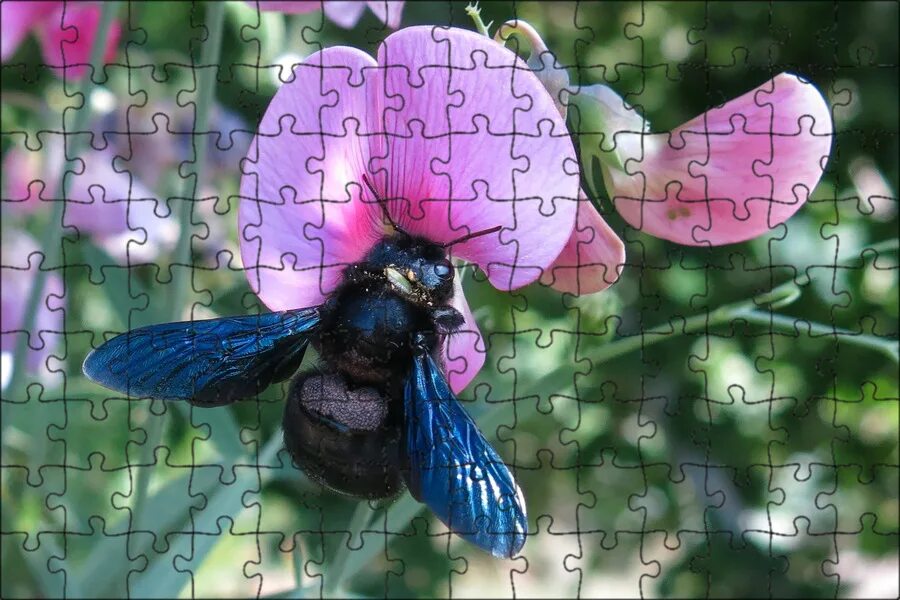 Синяя пчела плотник. Шмель-плотник фиолетовый( xylocopa violacea ). ксилокопа пчела плотник. пчела-плотник xylocopa valga gerstaecker, 1872. пчела-плотник xylocopa valga.