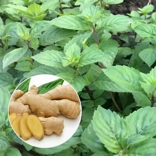 Ginger mint