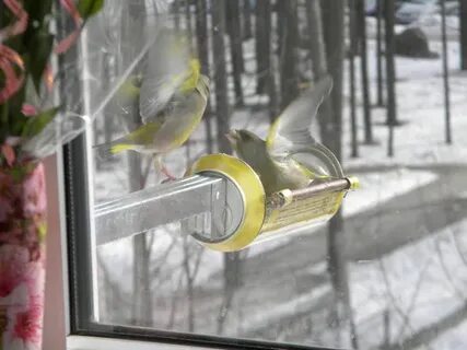 Кормушка для синичек с защитой от голубей