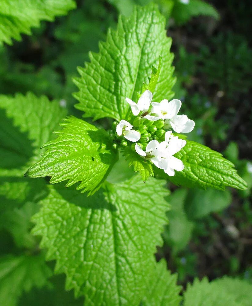 Alliaria officinalis. Чесночница черешковая Alliaria petiolata. Чесночник черешчатый. Чесночница обыкновенная растение.