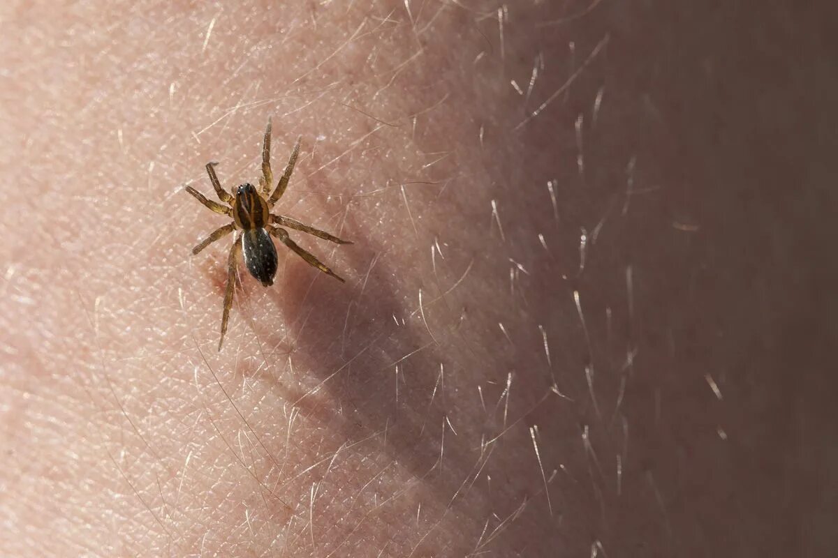 Male Black Widow Spider Pictures on Animal Picture Society