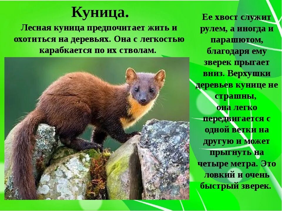Животные дополнительная информация. Лесная куница описание. животные из красной книги куница. интересные факты о кунице. лесная куница красная книга.