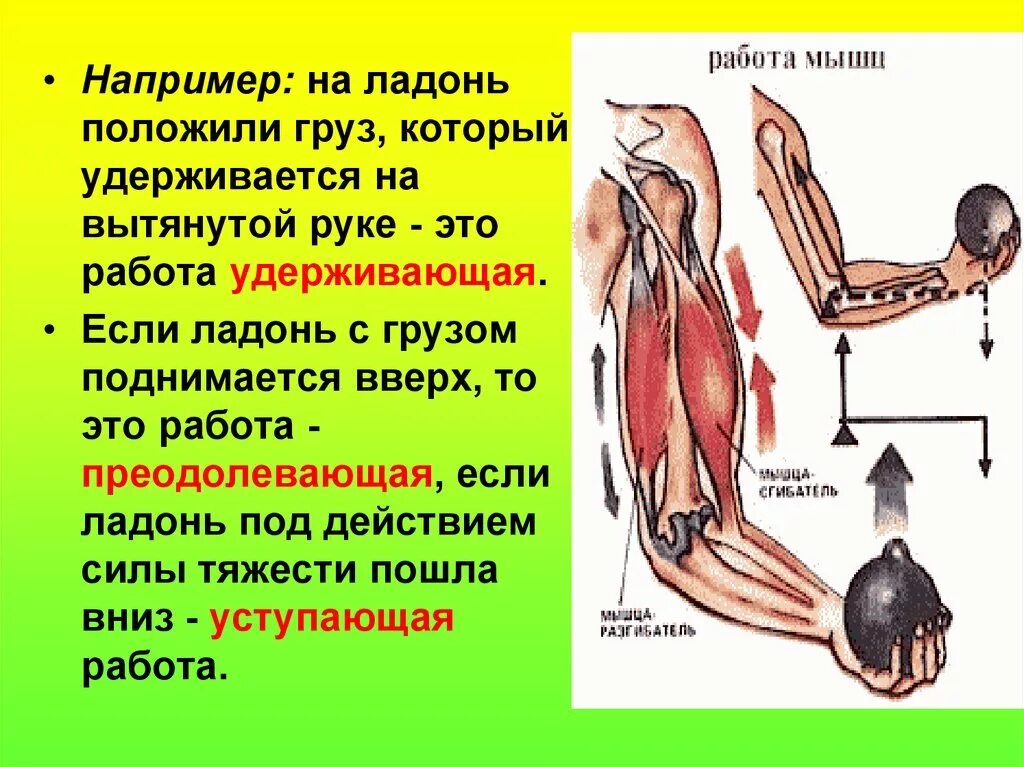 Работа мышцы зависит. Работа мышц. Удерживающая работа мышц. Удерживающая работа мышц примеры. Примеры работы мышц.