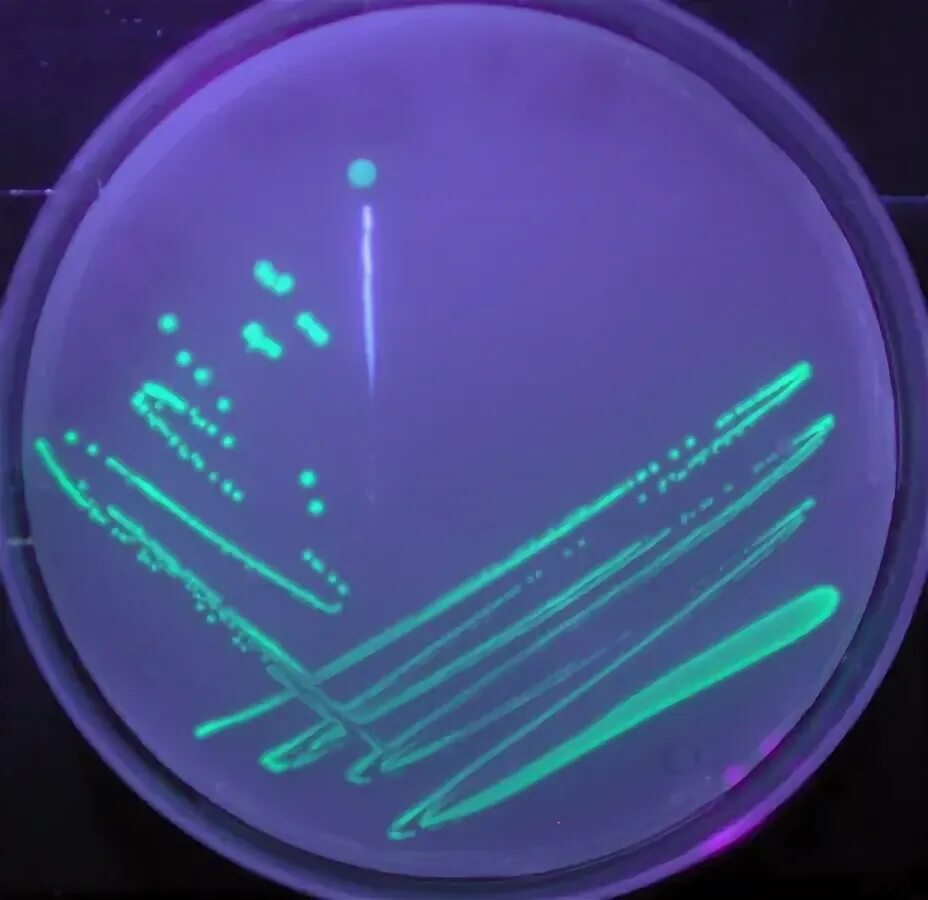 Pseudomonas Fluorescens колония. Бактерия Pseudomonas Fluorescens. Pseudomonas Fluorescens под микроскопом. Псевдомонада Флюоресценс.