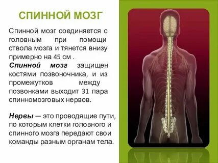 Воспалительные заболевания спинного и головного мозга
