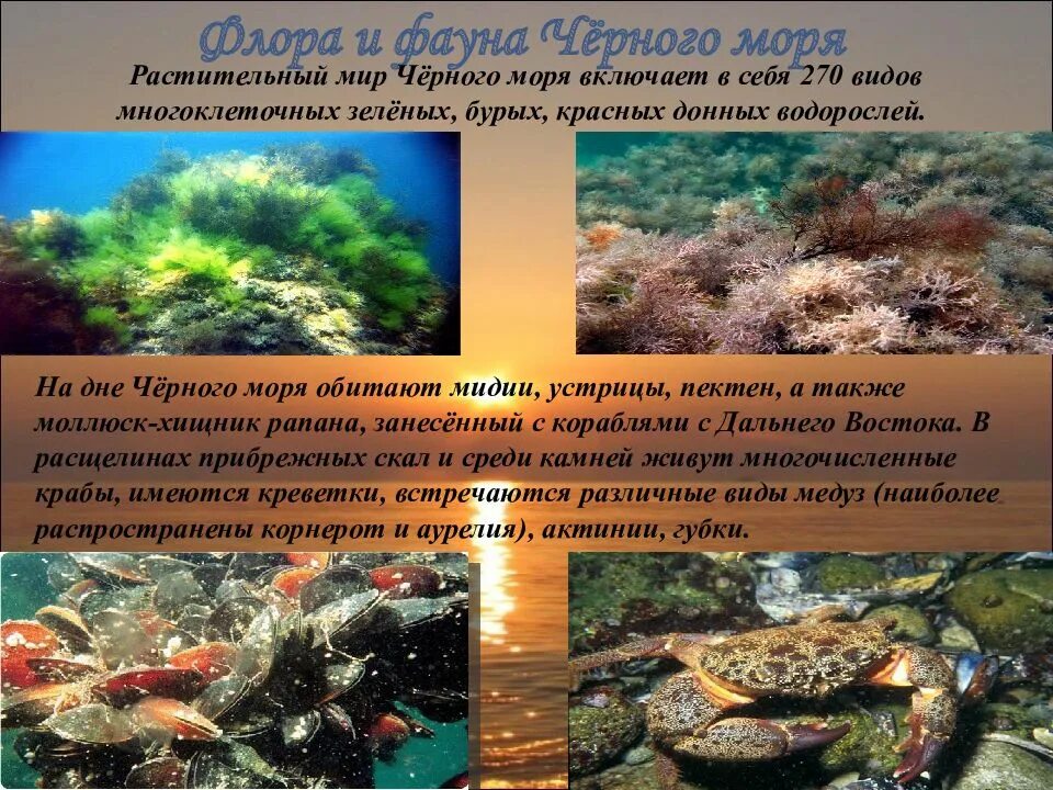 Растения и животные черного моря 4 класс. Растительный и животный мир черного моря. флора и фауна черного моря. обитатели черного моря и растительный мир. растения и животные черного моря.