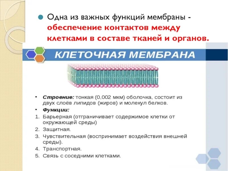 Функции мембраны клетки. Обеспечение контактов между клетками. Барьерная функция клеточной мембраны. Барьерную функцию в клеточной мембране выполняют. Функция мембраны клетки является