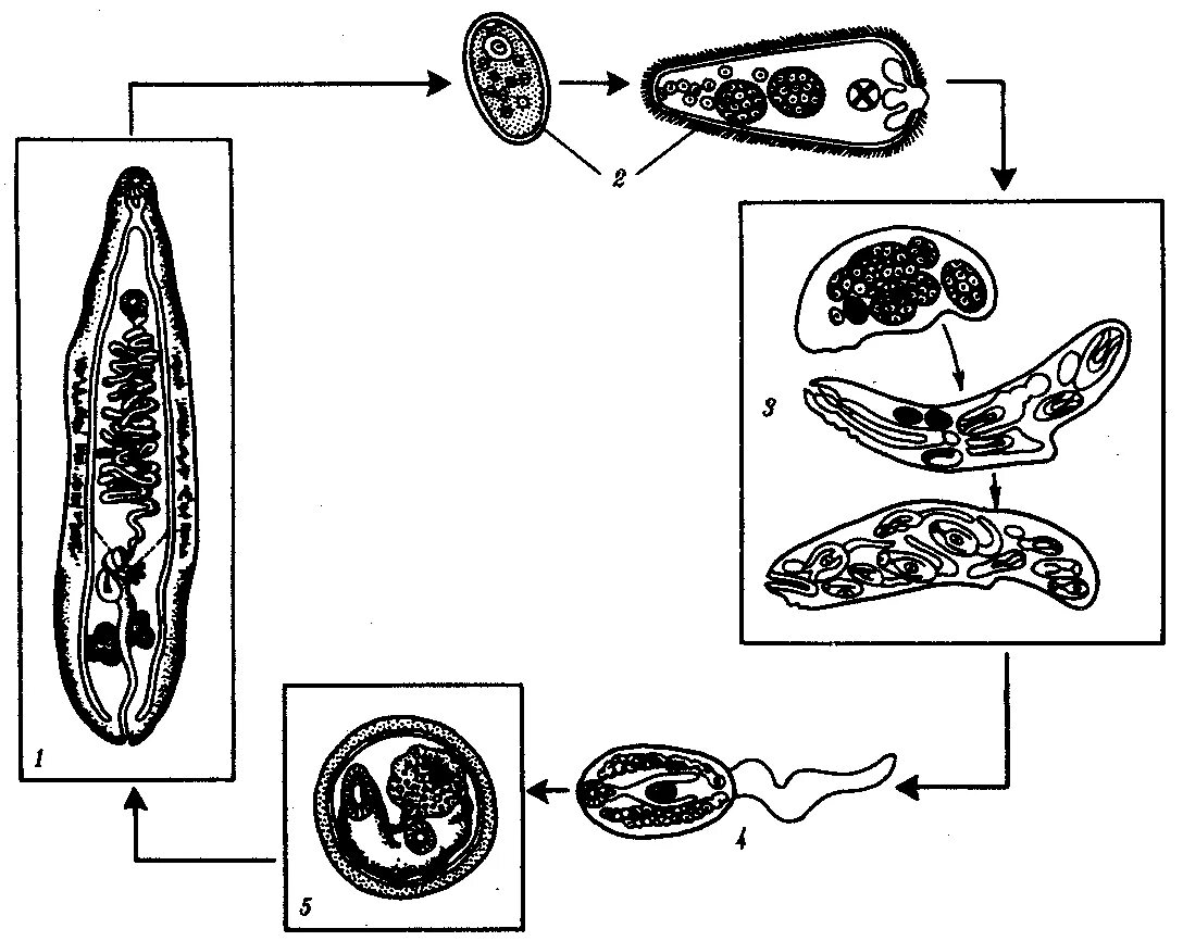 Развитие червей сосальщиков. Печеночный сосальщик цикл. Сосальщик ланцетовидная двуустка. Стадии печеночного сосальщика. Ланцетовидный сосальщик цикл.