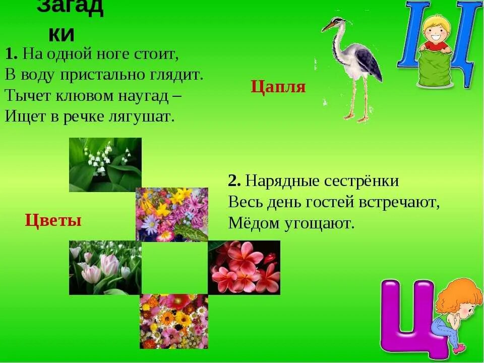 Загадка про букву ц. Загадки на букву ц для дошкольников. Стихотворение про букву ц для дошкольников. Загадки на звук ц. Презентация ц ч