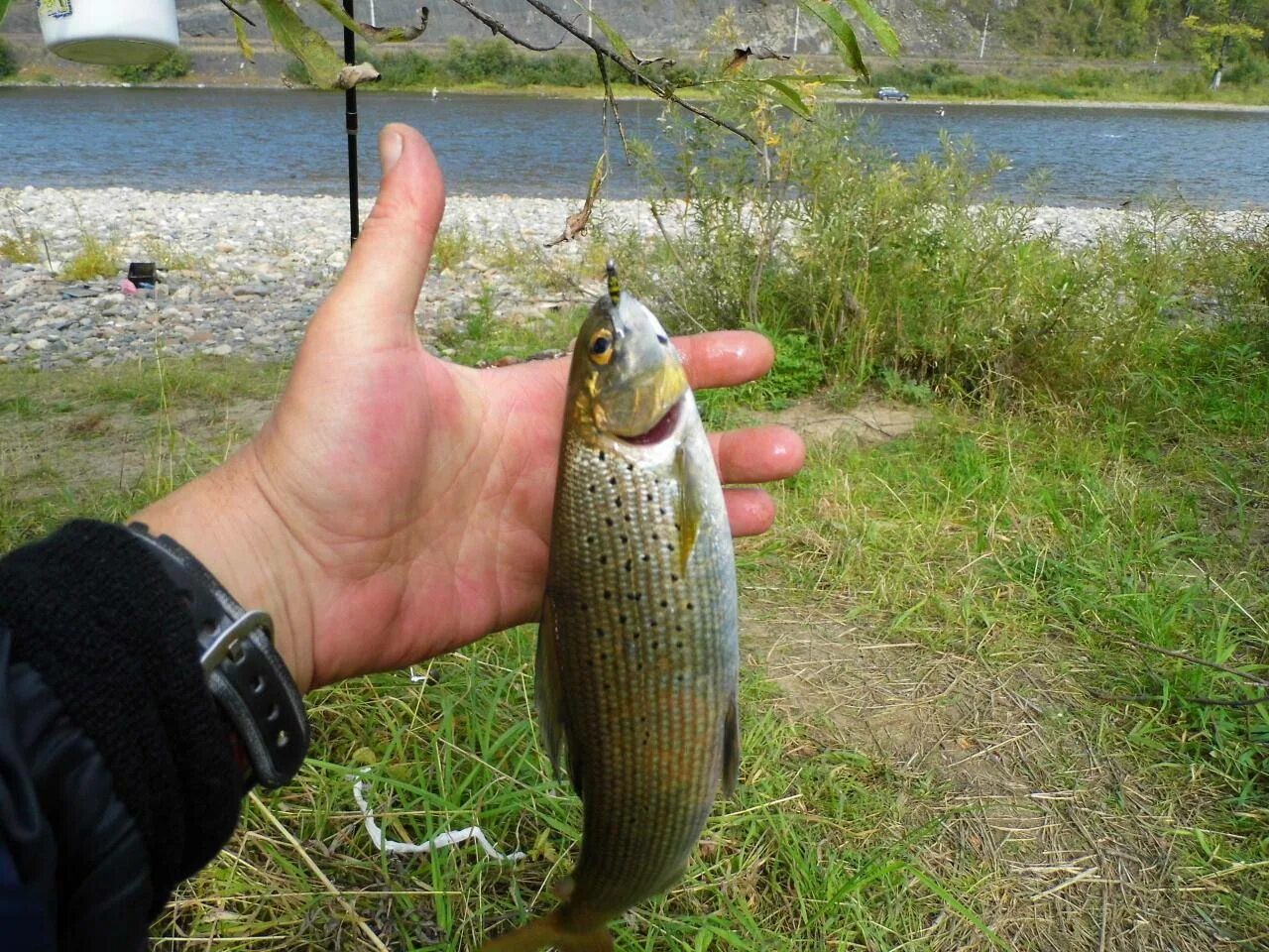 Ручьевой хариус. Хариус в Кемеровской. Хариус в руке. Рыбалка на хариуса в Кемеровской области. Клев в кемеровской области