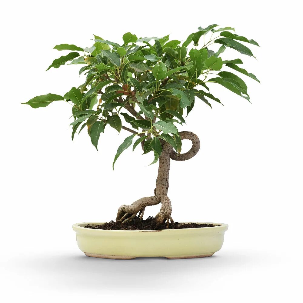 фикус каучуконосный эластика. фикус бенгальский рой. бонсай микрокарпа гинсенг. фикус макклайн. фикус одри.