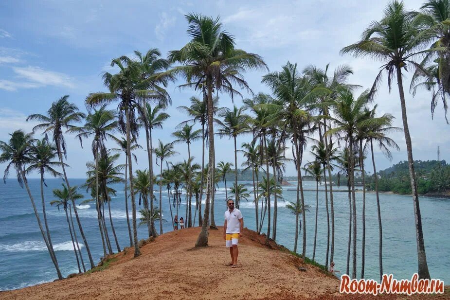Шри Ланка Мирисса пальмовая роща. Пальмовая роща Шри Ланка. Кокосовая роща Шри Ланка. Пляж Мирисса Шри Ланка.