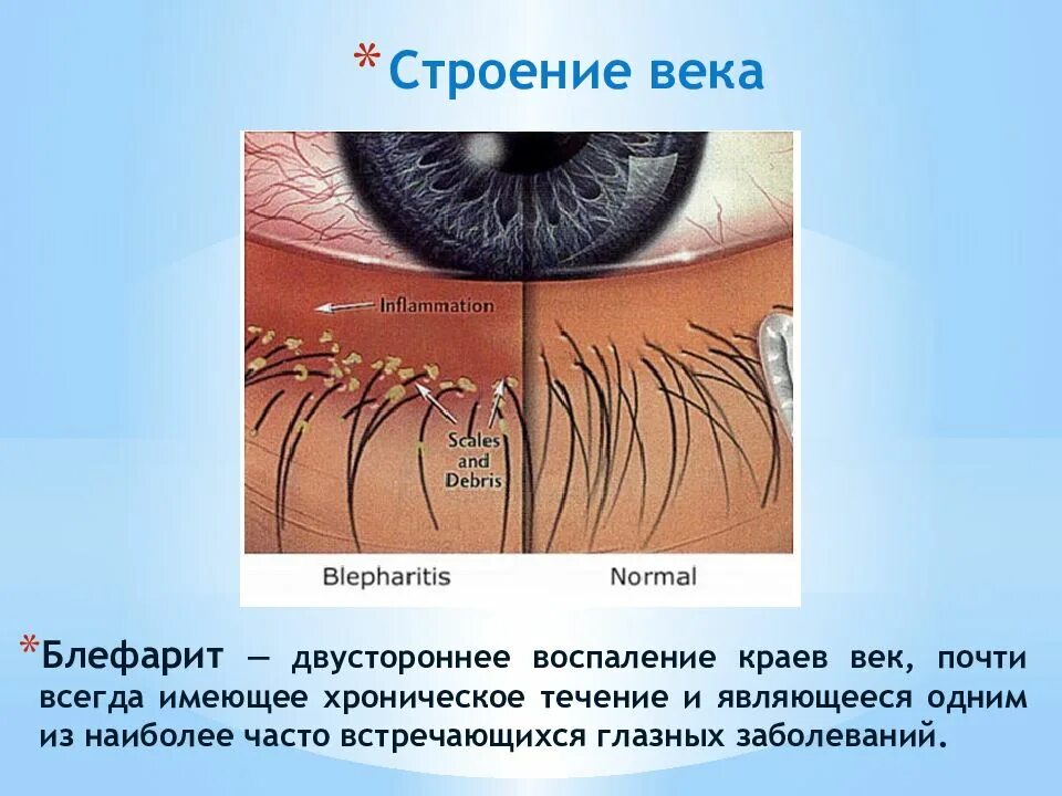 Где край века. Структура ресницы. Строение ресницы. Строение века глаза.