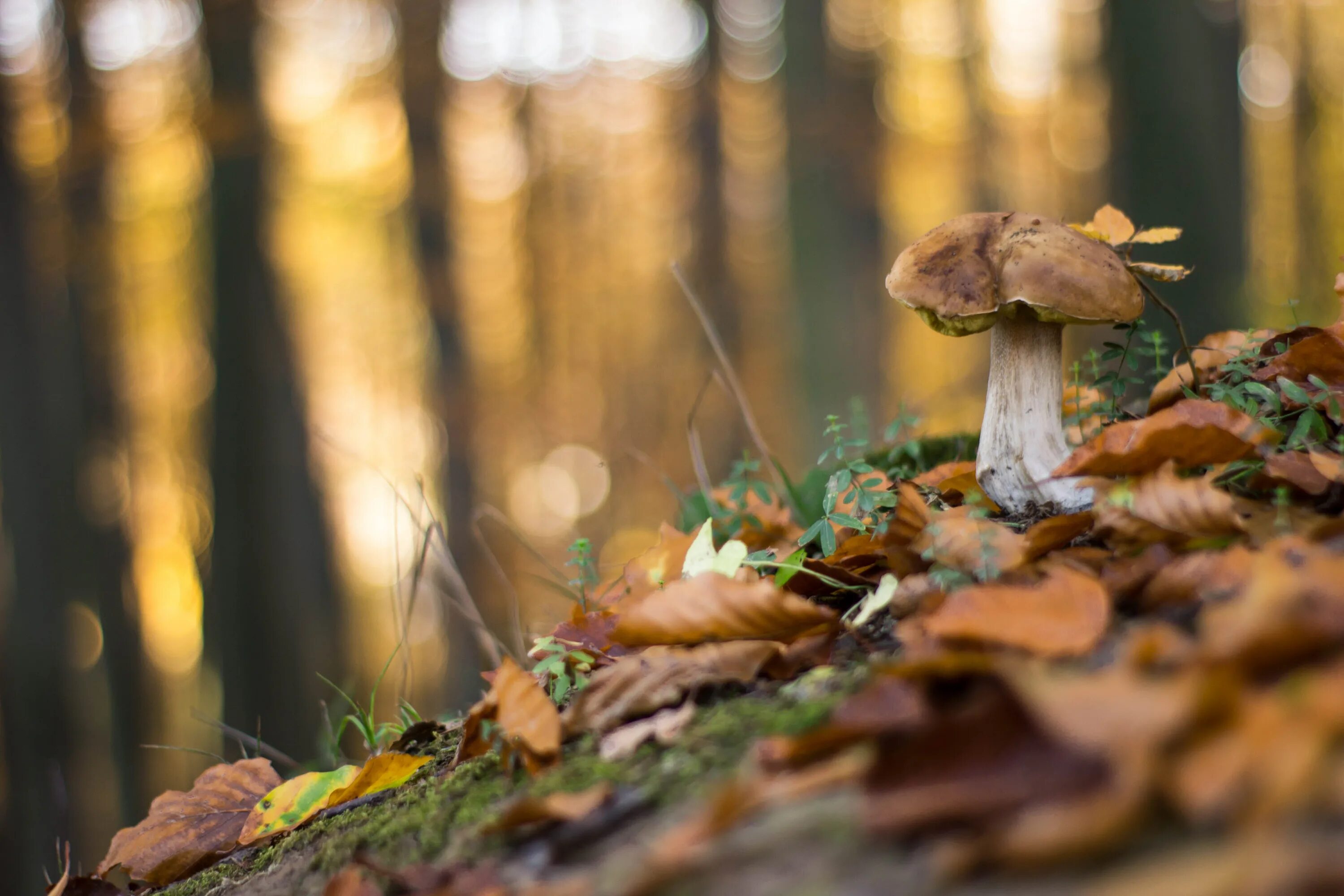 грибная пора осенью. грибная пора осенью. грибы в осеннем лесу. грибы вятки. осень грибы.