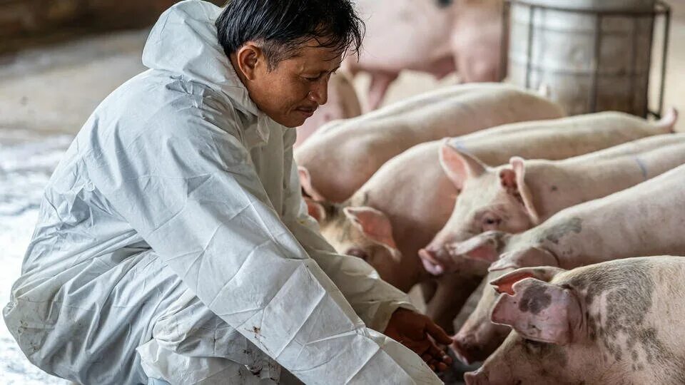 Симптомы свиного гриппа у поросят. Свиной грипп h1n1. Грипп свиней. Ветеринария свиноводство. Грипп свиней ветеринария.