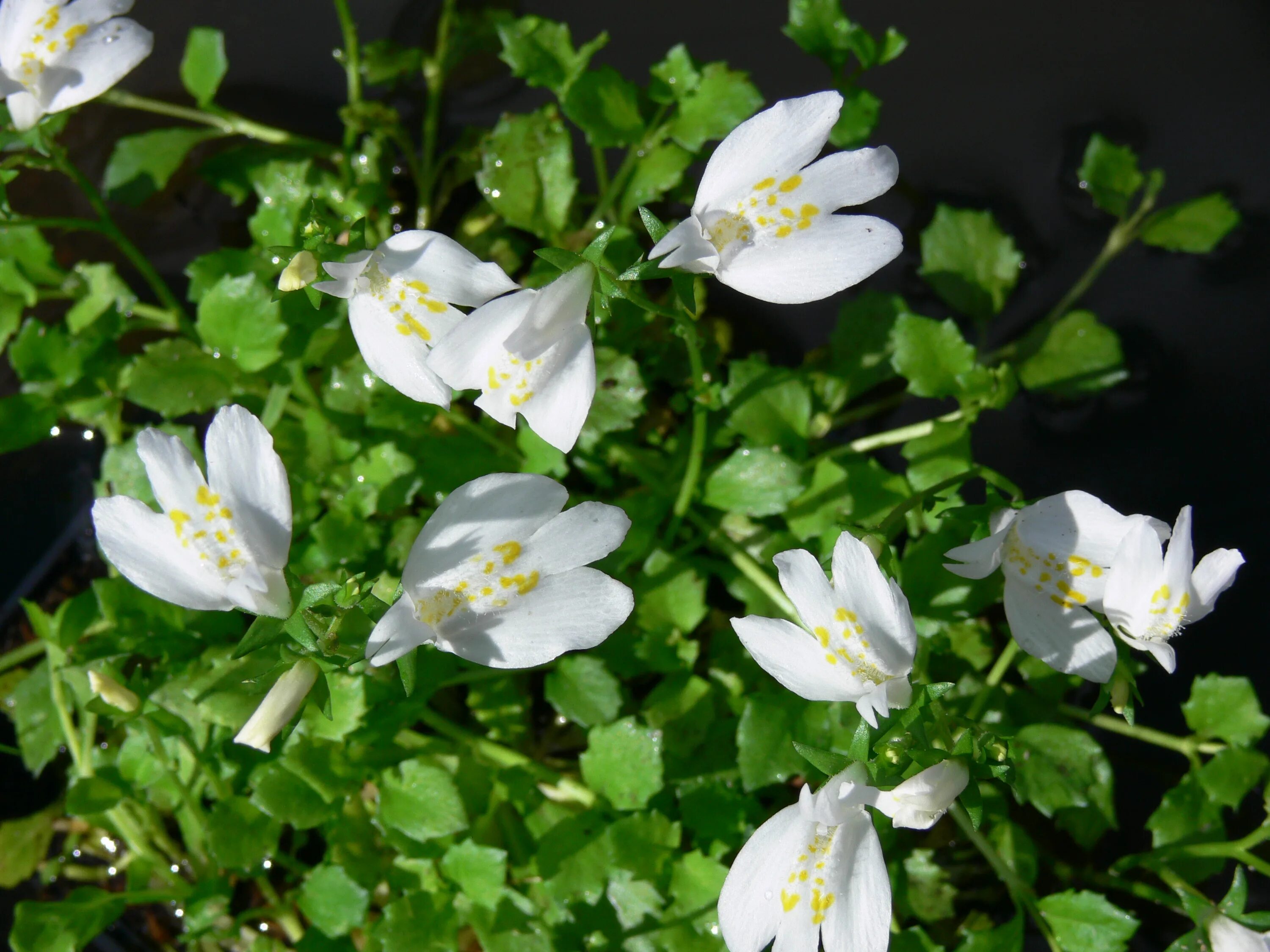 Мазус ползучий Albus. Мазус ползучий (mazus reptans). Мазус почвопокровный. Мазус ползучий купить семена