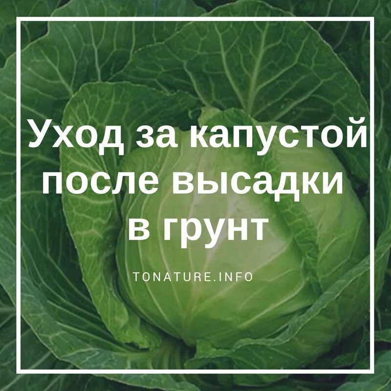 Капуста после помидор. Подкармливаем капусту. Капусту после высадки. Подкормить капусту после высадки. Как ухаживать за капустой в открытом грунте.