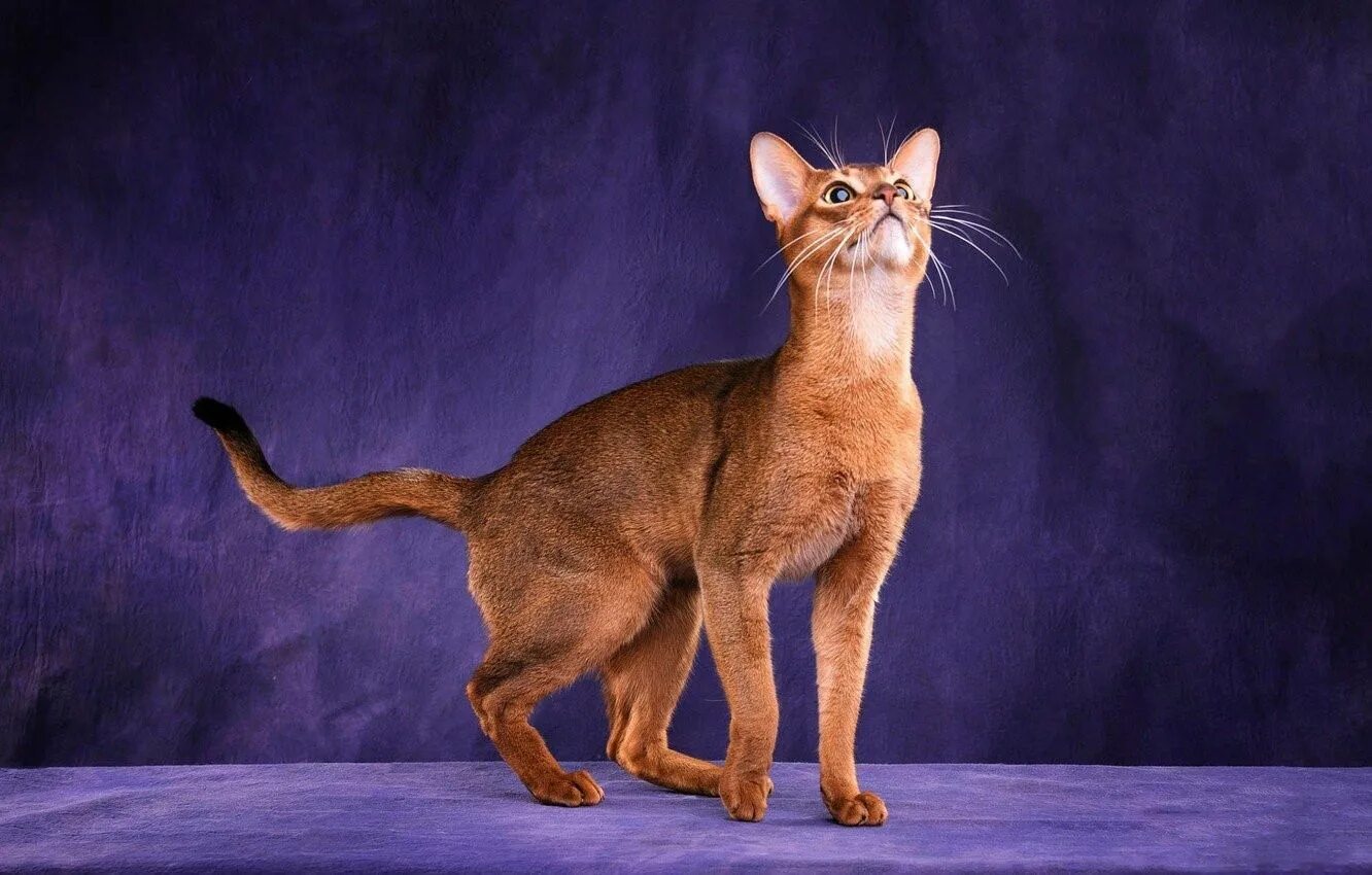 Длинная кошка порода. Абиссинская кошка. Кот породы абиссинец. Ориентальные абиссинцы. Абиссинская Ориентальная кошка.