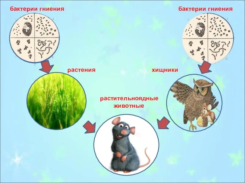 Бактерии гниения значение. Бактерии гниения. Бактеригнения. Бактерии разложения. Бактерии разложения и гниения.