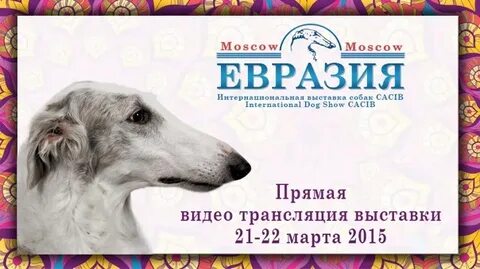 Выставка ркф 2024 москва