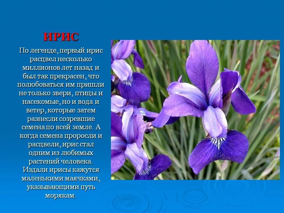 ирис сибирский краткое описание.