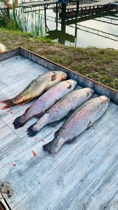 зеленый берег платная рыбалка русфишинг