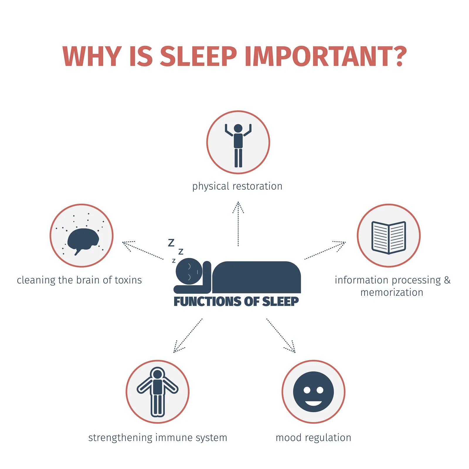Sleep function. Why sleep is important. importance of sleep. инфографика сон. the importance of good sleep:.