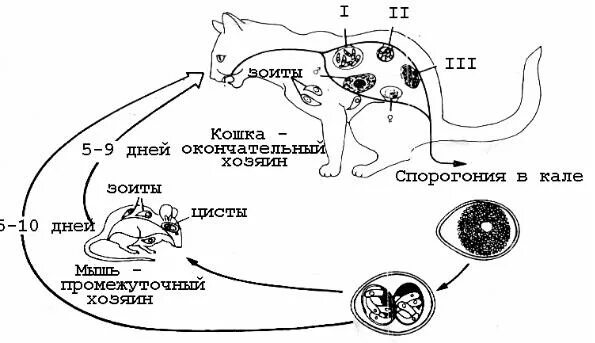 Аскарида человеческая основной и промежуточный хозяин. Острица промежуточный хозяин. Окончательный хозяин острицы. Острица окончательный хозяин промежуточный хозяин. Острица промежуточный хозяин и основной хозяин.