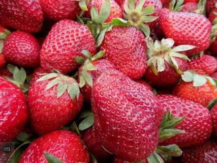 Клубника кабрилло фото отзывы описание