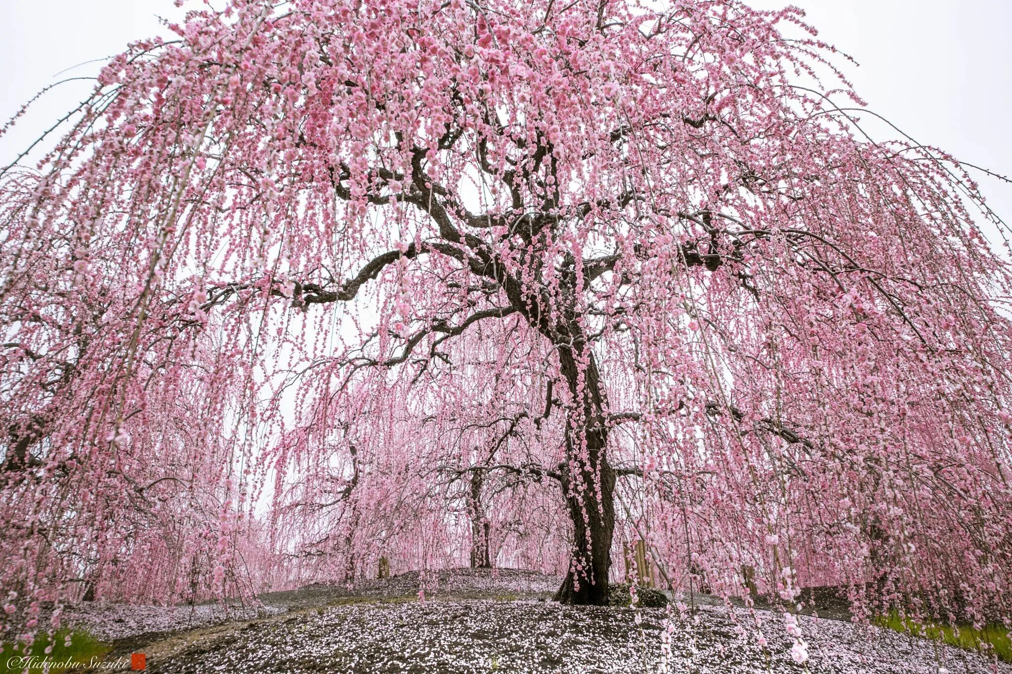 Japanese blossom. Сакура плакучая. Сакура японская плакучая. Черри блоссом дерево. Сакура сидарезакура.