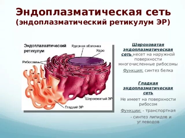 Эндоплазматический ретикулум. Эндоплазматический ретикулум функции. Эндоплазматическая сеть ретикулум функции. Эндоплазматическая сеть или эндоплазматический ретикулум.