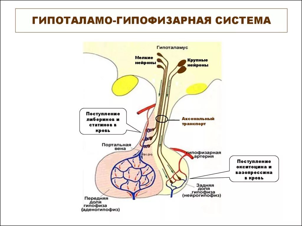 Артерии гипофиза. Схема строения гипоталамо гипофизарной системы. Гипоталамо гипофизарная система эндокринной железы. Схема строения гипоталамо гипофизарной нейросекреторной системы. Гипоталамо гипофизарная система является.