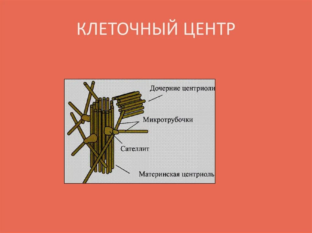 Клеточный центр отсутствует. Клеточный центр рисунок. Схема строения клеточного центра. Клеточный центр схема. Клеточный центр рисунок с подписями.