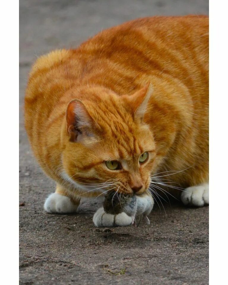 Коты выборга. Коты выборга