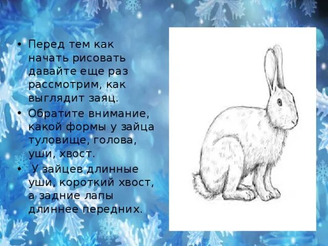 Почему уши у зайцев. Какой хвост у зайца. Какая голова у зайца. У зайца голова уши хвост. Заяц информация для детей.