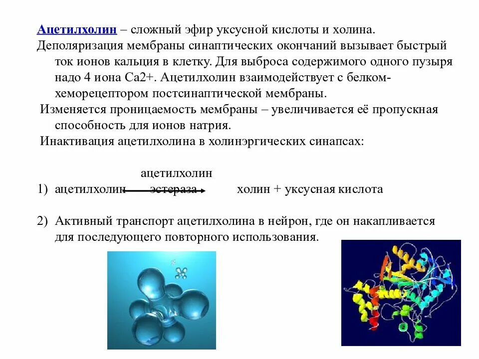 Ацетилхолин (эфир аминоспирта Холина и уксусной кислоты). Роль ацетилхолина биохимия. Функции ацетилхолина биохимия. Ацетилхолин функции.