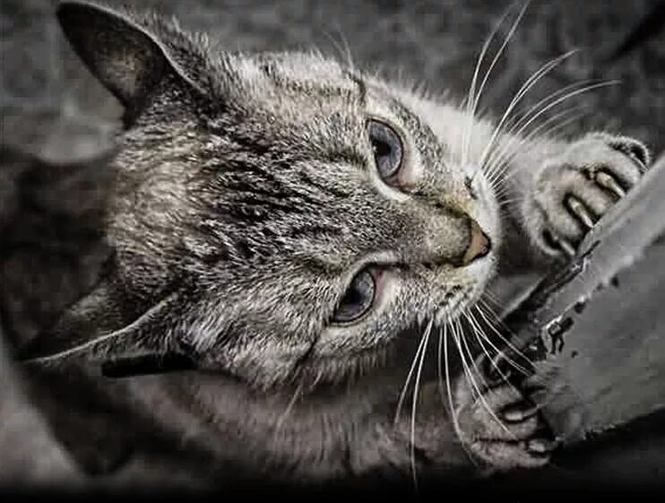 Песня грустный котик покажи свои когти. Кошка скребет. Кот царапает. Кот скребущийся когтями. Кошачий коготь.