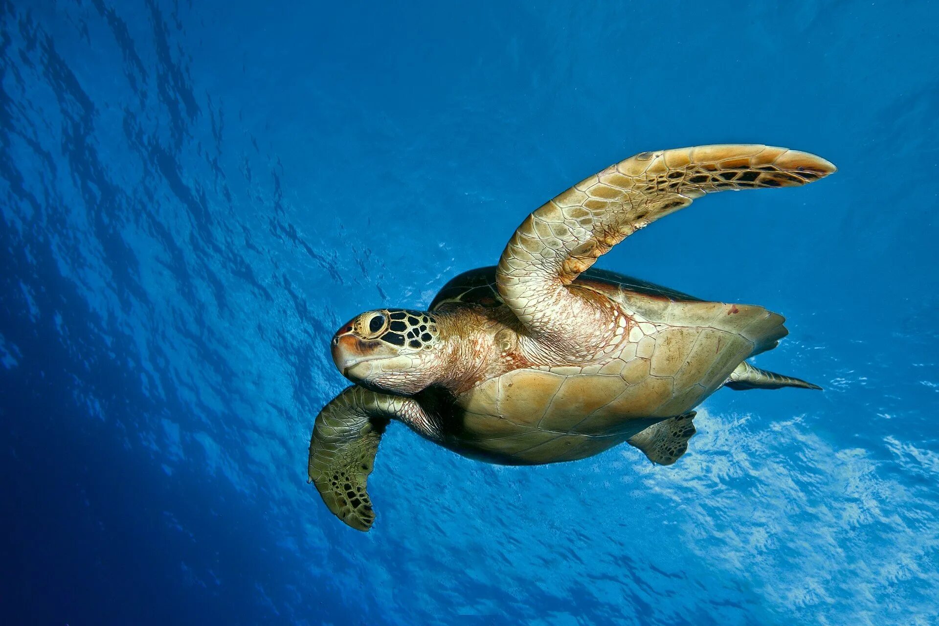 Картинки животных моря