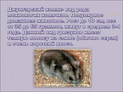 Описание джунгарского хомяка