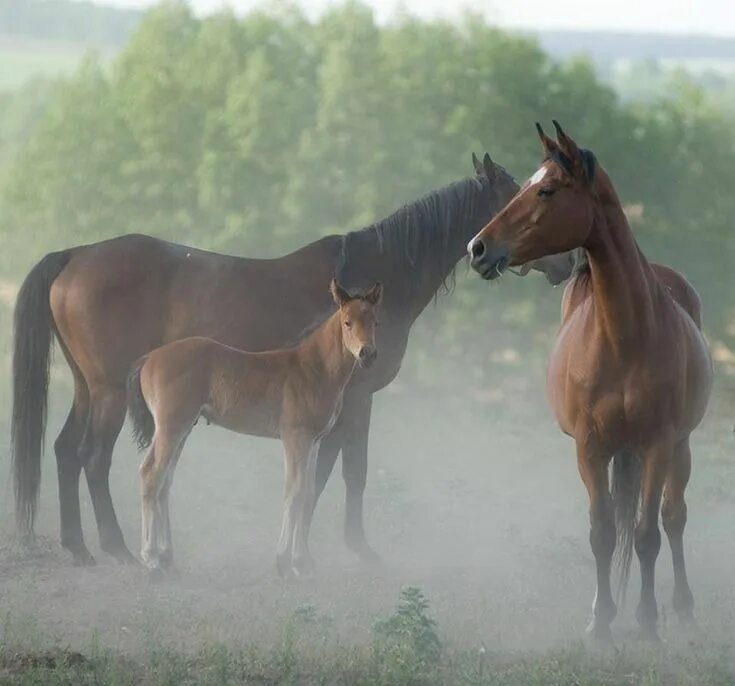 Horse family. Лошади. Семейство лошади. Семья лошадей. Две лошади.