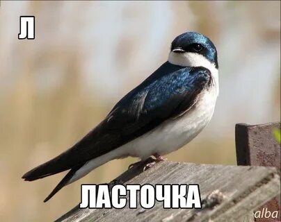 Қарлығаш фото